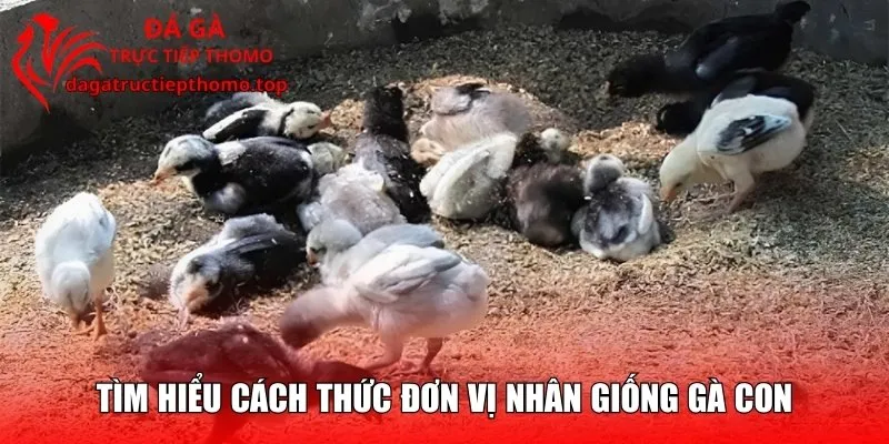Tìm hiểu cách thức đơn vị nhân giống gà con