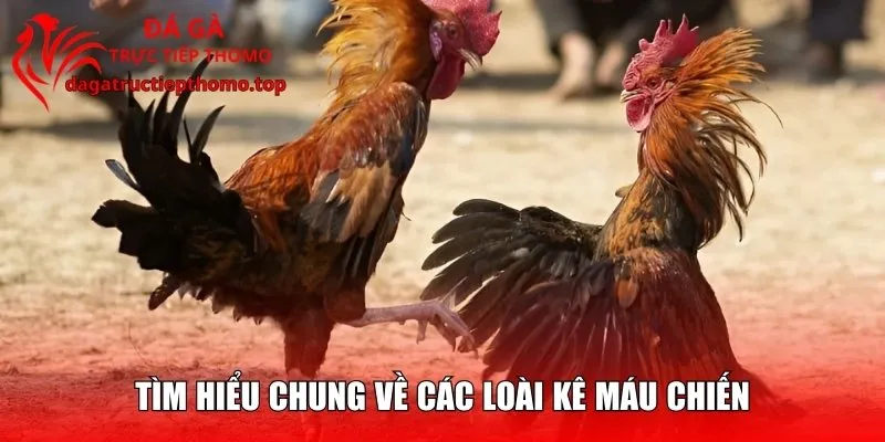 Tìm hiểu chung về các loài kê máu chiến