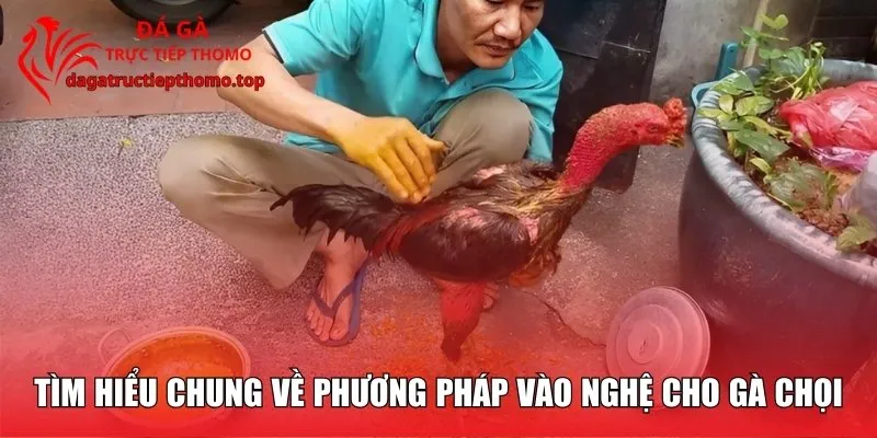 Cách Vào Nghệ Cho Gà Chuẩn, Tăng Sức Chiến Đấu Từ Chuyên Gia