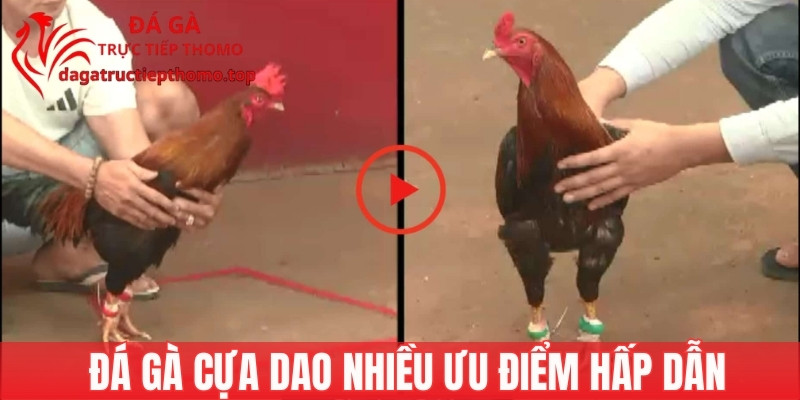Đá gà cựa dao được yêu thích nhờ nhiều ưu điểm