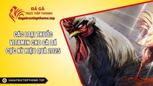 Các Loại Thuốc Vitamin Cho Gà Đá Cực Kỳ Hiệu Quả 2025