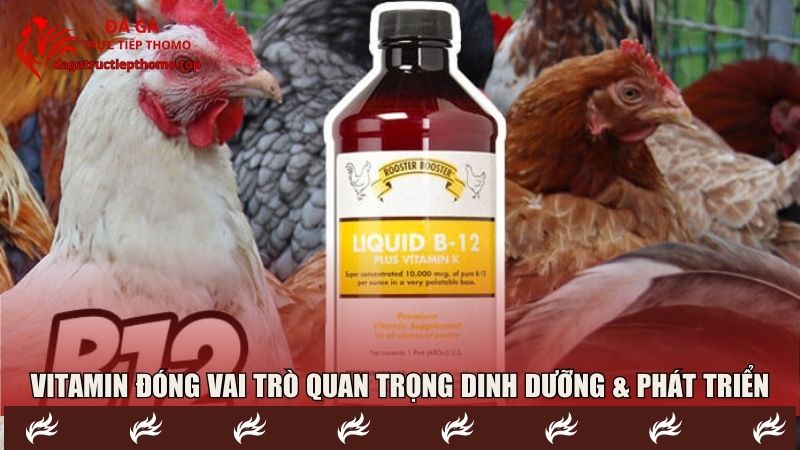 Vitamin đóng vai trò quan trọng trong dinh dưỡng & phát triển