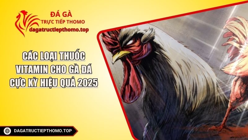 Các Loại Thuốc Vitamin Cho Gà Đá Cực Kỳ Hiệu Quả 2025