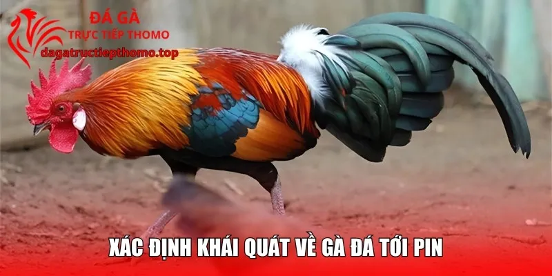 Tổng quan về cách làm gà đá lên pin