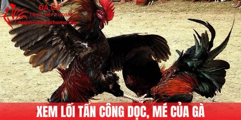 Nhận biết kê chọi tốt qua lối tấn công dọc và mé