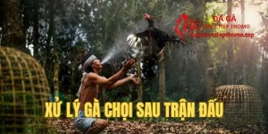 Xử Lý Gà Chọi Sau Trận Đấu Chuẩn Khoa Học Cho Người Mới