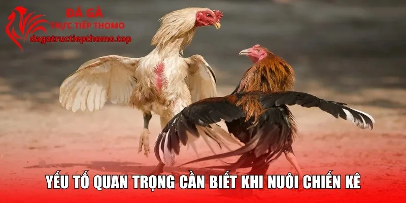 Yếu tố quan trọng cần biết khi nuôi chiến kê